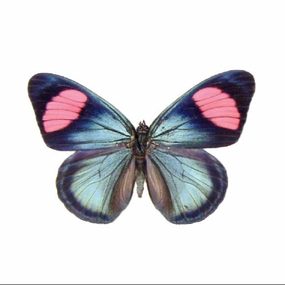 Meet your Posher, Madison - Picture 1 of 1